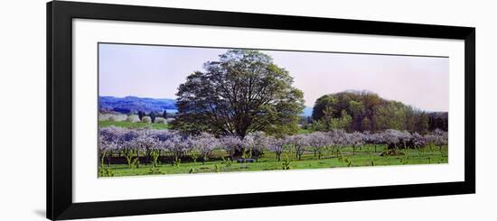 Cherry Trees in an Orchard, Michigan, USA-null-Framed Photographic Print