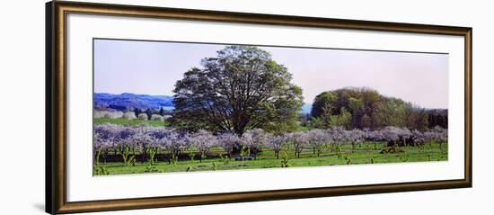 Cherry Trees in an Orchard, Michigan, USA-null-Framed Photographic Print