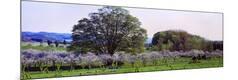 Photographic Print