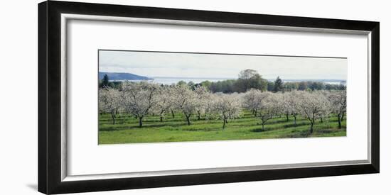 Cherry Trees in an Orchard, Mission Peninsula, Traverse City, Michigan, USA-null-Framed Photographic Print