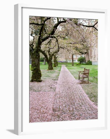 Cherry Trees in Bloom at the Quad, University of Washington, Seattle, Washington, USA-Jamie & Judy Wild-Framed Photographic Print