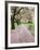 Cherry Trees in Bloom at the Quad, University of Washington, Seattle, Washington, USA-Jamie & Judy Wild-Framed Photographic Print