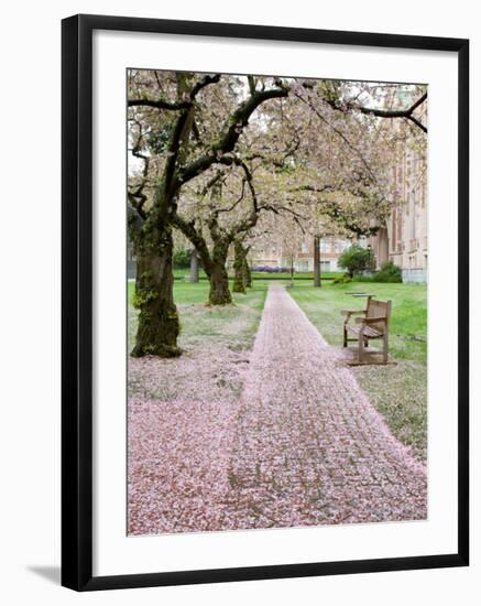 Cherry Trees in Bloom at the Quad, University of Washington, Seattle, Washington, USA-Jamie & Judy Wild-Framed Photographic Print