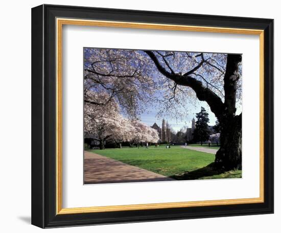 Cherry Trees in Bloom, University of Washington, Seattle, Washington, USA-Jamie & Judy Wild-Framed Photographic Print