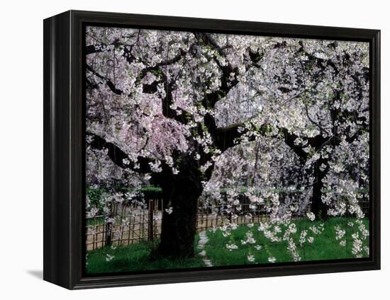 Cherry Trees, Kyoto-Gyoen (Former Imperial Palace Garden), Kyoto, Japan-null-Framed Premier Image Canvas