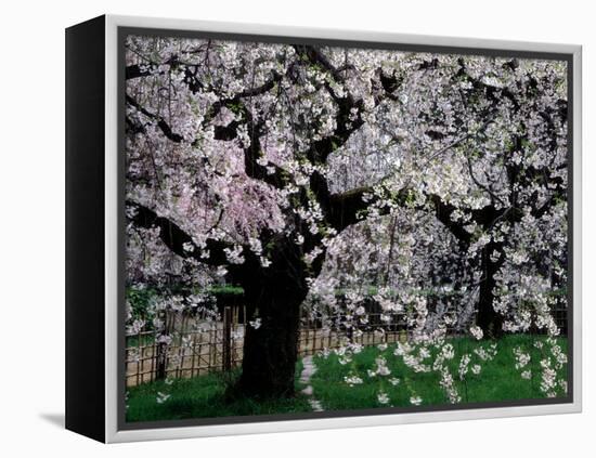 Cherry Trees, Kyoto-Gyoen (Former Imperial Palace Garden), Kyoto, Japan-null-Framed Premier Image Canvas