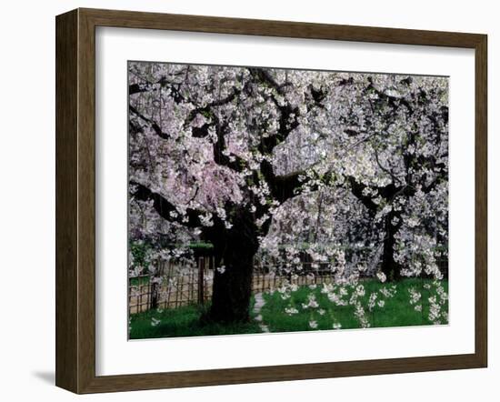 Cherry Trees, Kyoto-Gyoen (Former Imperial Palace Garden), Kyoto, Japan-null-Framed Photographic Print