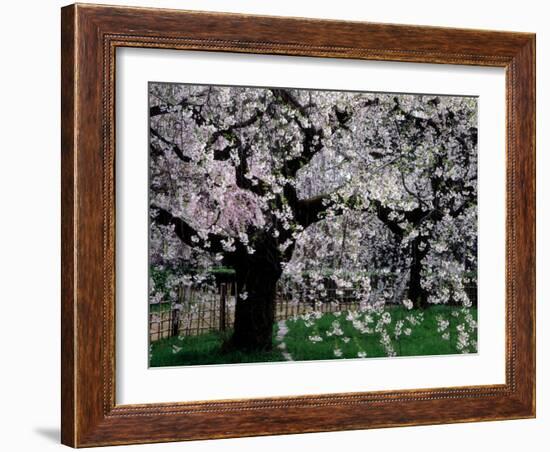 Cherry Trees, Kyoto-Gyoen (Former Imperial Palace Garden), Kyoto, Japan-null-Framed Photographic Print