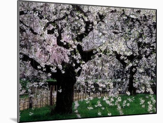 Cherry Trees, Kyoto-Gyoen (Former Imperial Palace Garden), Kyoto, Japan-null-Mounted Photographic Print