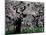 Cherry Trees, Kyoto-Gyoen (Former Imperial Palace Garden), Kyoto, Japan-null-Mounted Photographic Print