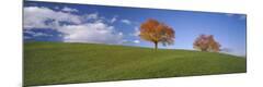 Photographic Print