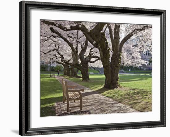 Cherry Trees on University of Washington Campus, Seattle, Washington, USA-Charles Sleicher-Framed Photographic Print