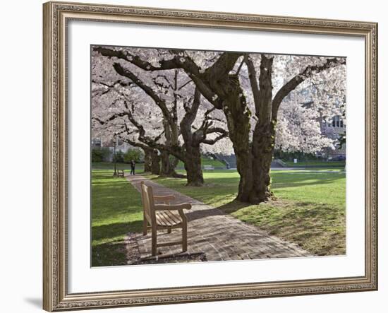 Cherry Trees on University of Washington Campus, Seattle, Washington, USA-Charles Sleicher-Framed Photographic Print