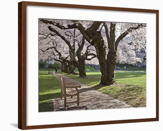 Cherry Trees on University of Washington Campus, Seattle, Washington, USA-Charles Sleicher-Framed Photographic Print