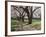 Cherry Trees on University of Washington Campus, Seattle, Washington, USA-Charles Sleicher-Framed Photographic Print