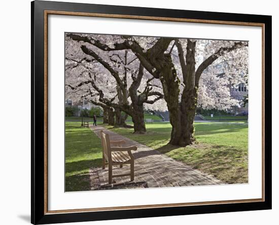Cherry Trees on University of Washington Campus, Seattle, Washington, USA-Charles Sleicher-Framed Photographic Print