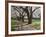 Cherry Trees on University of Washington Campus, Seattle, Washington, USA-Charles Sleicher-Framed Photographic Print