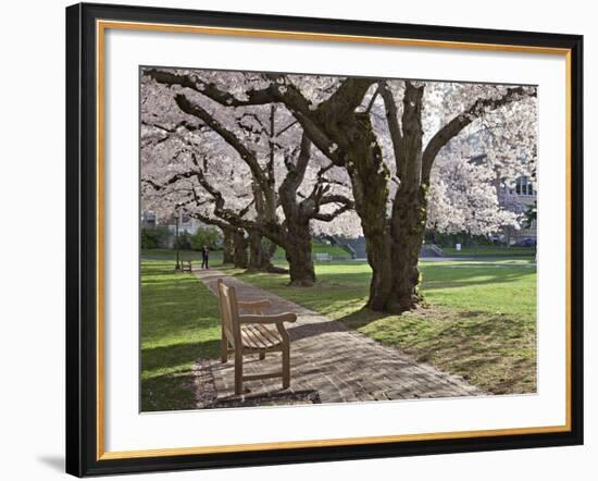 Cherry Trees on University of Washington Campus, Seattle, Washington, USA-Charles Sleicher-Framed Photographic Print