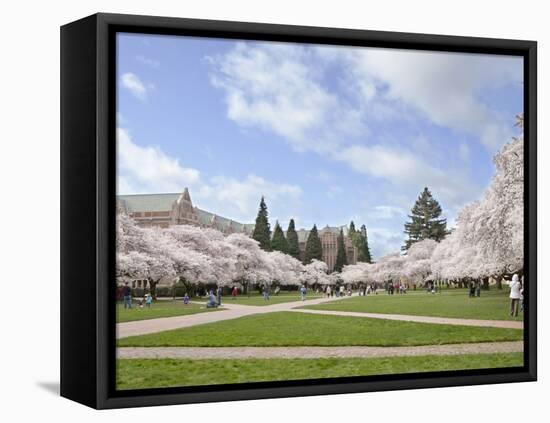 Cherry Trees on University of Washington Campus, Seattle, Washington, USA-Charles Sleicher-Framed Premier Image Canvas