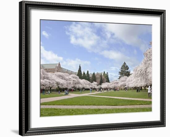 Cherry Trees on University of Washington Campus, Seattle, Washington, USA-Charles Sleicher-Framed Photographic Print