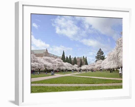 Cherry Trees on University of Washington Campus, Seattle, Washington, USA-Charles Sleicher-Framed Photographic Print