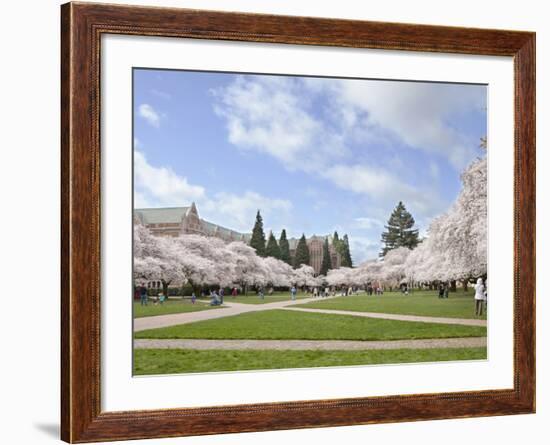 Cherry Trees on University of Washington Campus, Seattle, Washington, USA-Charles Sleicher-Framed Photographic Print