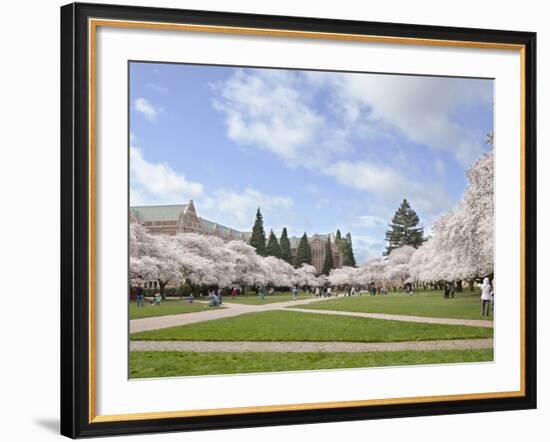 Cherry Trees on University of Washington Campus, Seattle, Washington, USA-Charles Sleicher-Framed Photographic Print