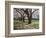 Cherry Trees on University of Washington Campus, Seattle, Washington, USA-Charles Sleicher-Framed Photographic Print