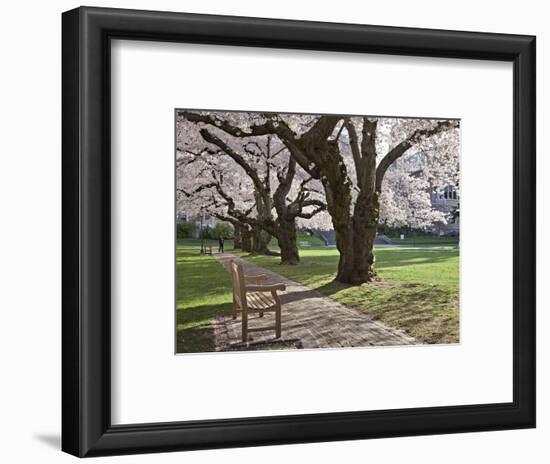 Cherry Trees on University of Washington Campus, Seattle, Washington, USA-Charles Sleicher-Framed Photographic Print