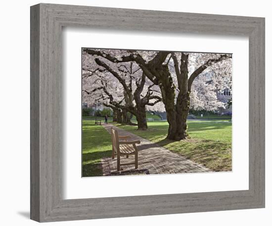 Cherry Trees on University of Washington Campus, Seattle, Washington, USA-Charles Sleicher-Framed Photographic Print