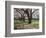 Cherry Trees on University of Washington Campus, Seattle, Washington, USA-Charles Sleicher-Framed Photographic Print