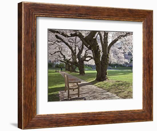 Cherry Trees on University of Washington Campus, Seattle, Washington, USA-Charles Sleicher-Framed Photographic Print