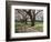 Cherry Trees on University of Washington Campus, Seattle, Washington, USA-Charles Sleicher-Framed Photographic Print