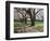 Cherry Trees on University of Washington Campus, Seattle, Washington, USA-Charles Sleicher-Framed Photographic Print