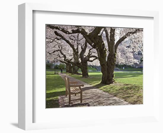 Cherry Trees on University of Washington Campus, Seattle, Washington, USA-Charles Sleicher-Framed Photographic Print