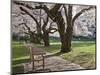 Cherry Trees on University of Washington Campus, Seattle, Washington, USA-Charles Sleicher-Mounted Photographic Print