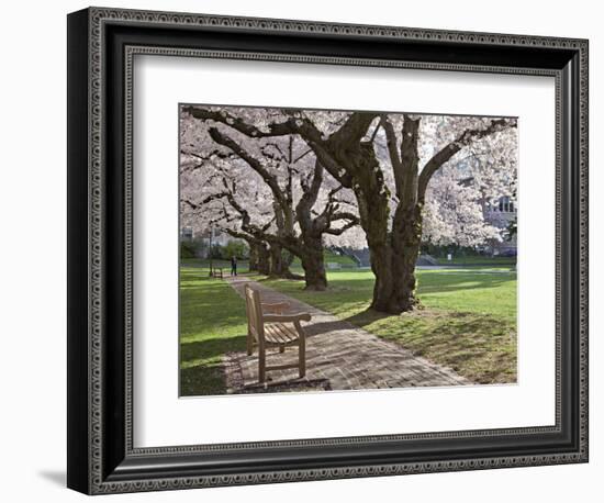 Cherry Trees on University of Washington Campus, Seattle, Washington, USA-Charles Sleicher-Framed Photographic Print