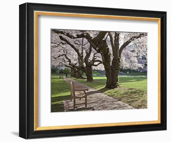 Cherry Trees on University of Washington Campus, Seattle, Washington, USA-Charles Sleicher-Framed Photographic Print