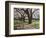 Cherry Trees on University of Washington Campus, Seattle, Washington, USA-Charles Sleicher-Framed Photographic Print