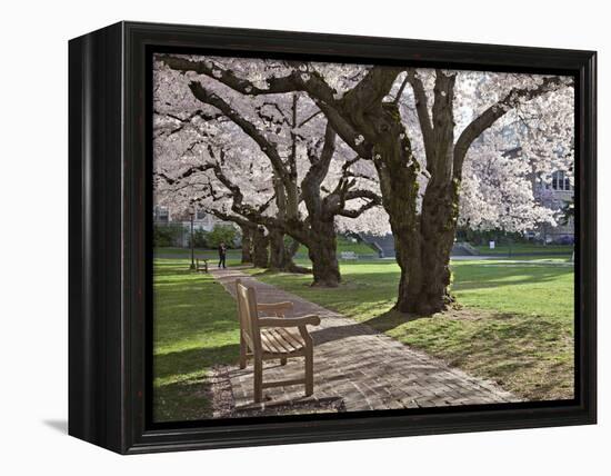 Cherry Trees on University of Washington Campus, Seattle, Washington, USA-Charles Sleicher-Framed Premier Image Canvas