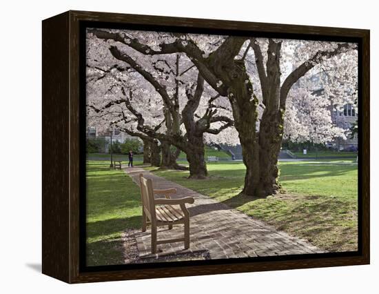 Cherry Trees on University of Washington Campus, Seattle, Washington, USA-Charles Sleicher-Framed Premier Image Canvas