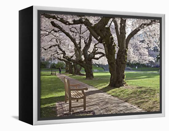 Cherry Trees on University of Washington Campus, Seattle, Washington, USA-Charles Sleicher-Framed Premier Image Canvas