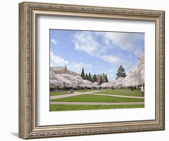 Cherry Trees on University of Washington Campus, Seattle, Washington, USA-Charles Sleicher-Framed Photographic Print