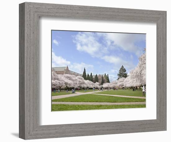 Cherry Trees on University of Washington Campus, Seattle, Washington, USA-Charles Sleicher-Framed Photographic Print