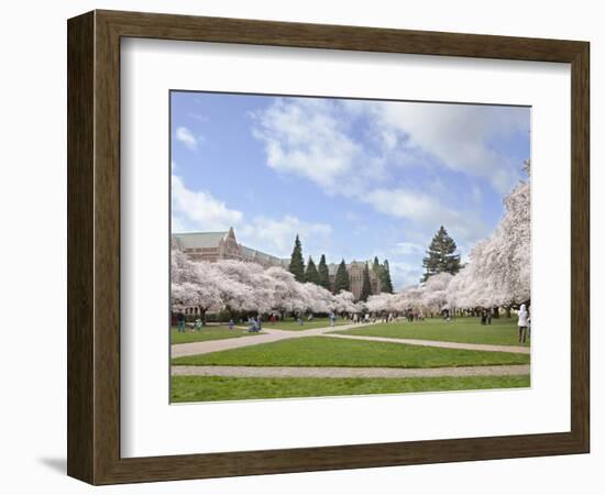 Cherry Trees on University of Washington Campus, Seattle, Washington, USA-Charles Sleicher-Framed Photographic Print