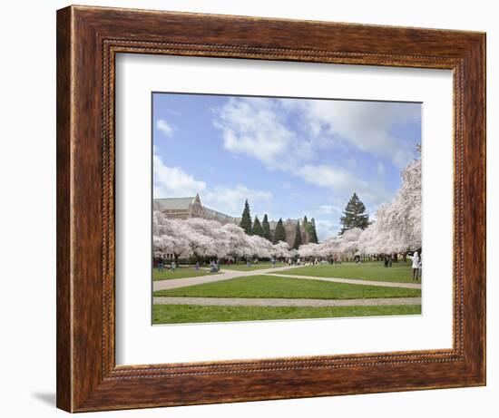 Cherry Trees on University of Washington Campus, Seattle, Washington, USA-Charles Sleicher-Framed Photographic Print