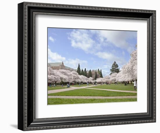 Cherry Trees on University of Washington Campus, Seattle, Washington, USA-Charles Sleicher-Framed Photographic Print