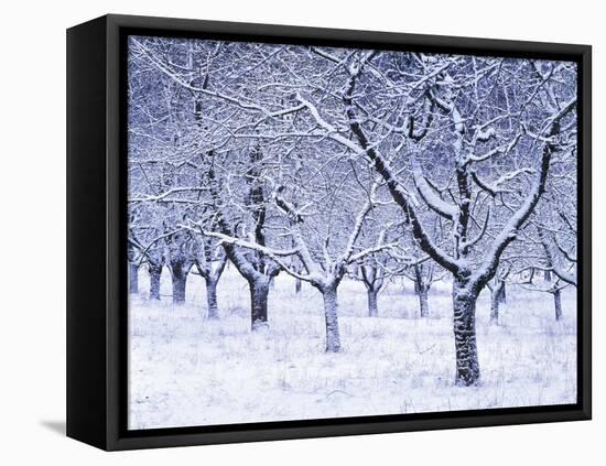 Cherry Trees, Winter, Snow, Detail, Bald, Leafless, Germany, Winter Scenery, Frost, Season-Herbert Kehrer-Framed Premier Image Canvas