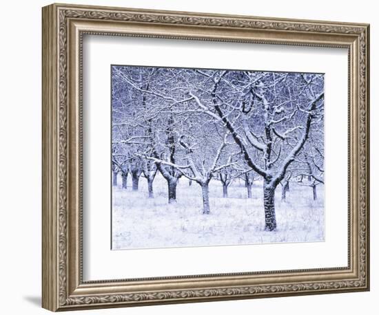 Cherry Trees, Winter, Snow, Detail, Bald, Leafless, Germany, Winter Scenery, Frost, Season-Herbert Kehrer-Framed Photographic Print