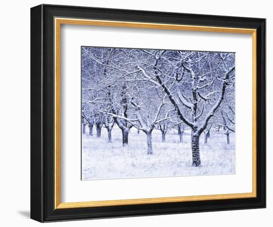 Cherry Trees, Winter, Snow, Detail, Bald, Leafless, Germany, Winter Scenery, Frost, Season-Herbert Kehrer-Framed Photographic Print